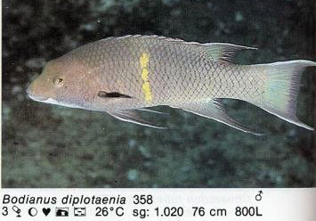 Bodianus diplotaenia